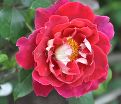 Роза Mystique Ruffles (Мистик Рафлз)    — фото 6