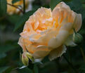 Роза Molineux (Молинью) — фото 8