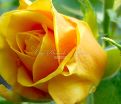 Роза Papillon (Папилон) — фото 2
