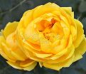 Роза Persian Yellow (Персиан Йеллоу) — фото 2
