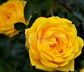 Роза Persian Yellow (Персиан Йеллоу) — фото 3