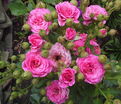 Роза Pink Kenya (Пинк Кения) — фото 2