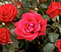 Роза Red Kenya (Ред Кения) — фото 2