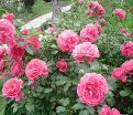 Роза Rosarium Uetersen (Розариум Ютерсен) — фото 6