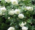 Роза Snow White (Сноу Уайт) — фото 3