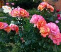 Роза Sorbet Fruite (Сорбет Фруите) — фото 3