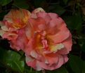 Роза Sorbet Fruite (Сорбет Фруите) — фото 5
