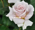 Роза Rose dragee (Роуз драгей) — фото 2