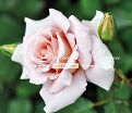 Роза Rose dragee (Роуз драгей) — фото 3