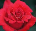 Роза Royal Massay (Роял Массай)  — фото 3