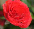 Роза Royal Massay (Роял Массай)  — фото 4