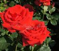 Роза Royal Massay (Роял Массай)  — фото 5