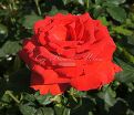 Роза Royal Massay (Роял Массай)  — фото 6