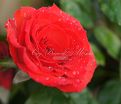Роза Royal Massay (Роял Массай)  — фото 10