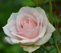 Роза Sweet Avalanche (Свит Аваланж)  — фото 2