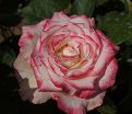 Роза Sweetness (Свитнесс) — фото 3