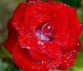 Роза Sexy red (Секси рэд)  — фото 2