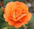 Роза Orange Dawn (Оранж Даун) — фото 2