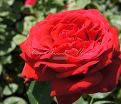 Роза Red Parfum (Рэд Парфюм) — фото 6