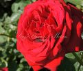 Роза Red Parfum (Рэд Парфюм) — фото 7