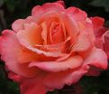 Роза Colorific (Колорифик) — фото 4