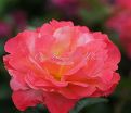 Роза Colorific (Колорифик) — фото 8
