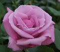 Роза Fragrant Plum (Фрагарнт Плам) — фото 2