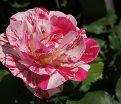 Роза George Burns (Джордж Бёрнс) — фото 8