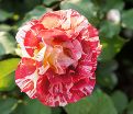 Роза George Burns (Джордж Бёрнс) — фото 10