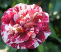 Роза George Burns (Джордж Бёрнс) — фото 14