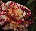 Роза George Burns (Джордж Бёрнс) — фото 15
