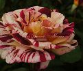 Роза George Burns (Джордж Бёрнс) — фото 16