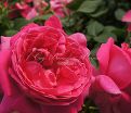 Роза Grande Dame (Гранд Дам) — фото 4