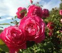 Роза Grande Dame (Гранд Дам) — фото 8
