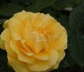 Роза Julia Child (Джулия Чайлд) — фото 6