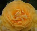 Роза Julia Child (Джулия Чайлд) — фото 8