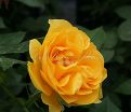 Роза Julia Child (Джулия Чайлд) — фото 16
