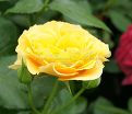 Роза Julia Child (Джулия Чайлд) — фото 19