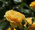 Роза Julia Child (Джулия Чайлд) — фото 20
