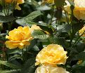 Роза Julia Child (Джулия Чайлд) — фото 22
