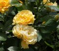 Роза Julia Child (Джулия Чайлд) — фото 23