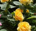 Роза Julia Child (Джулия Чайлд) — фото 24