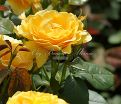 Роза Julia Child (Джулия Чайлд) — фото 27