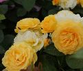 Роза Julia Child (Джулия Чайлд) — фото 29
