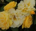 Роза Julia Child (Джулия Чайлд) — фото 30