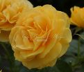 Роза Julia Child (Джулия Чайлд) — фото 35