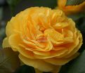 Роза Julia Child (Джулия Чайлд) — фото 36