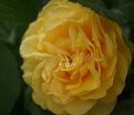 Роза Julia Child (Джулия Чайлд) — фото 38