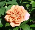 Роза Pumpkin Patch (Памкин Патч) — фото 3