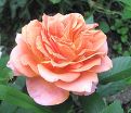 Роза Pumpkin Patch (Памкин Патч) — фото 4
